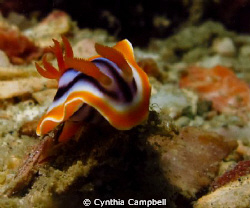 Little nudi fighting the current! 
Ikelite casing, Canon... by Cynthia Campbell 